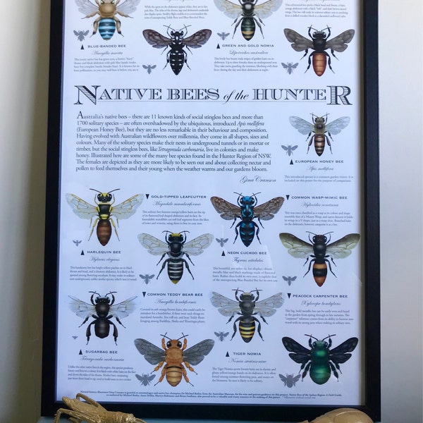 Native Bees of Western Australia Poster - Etsy Australia
