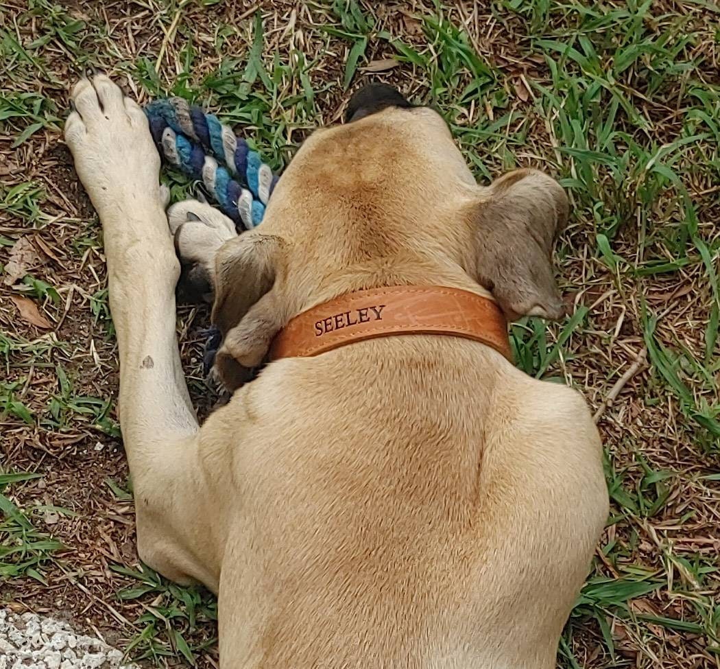 Personalized Leather Dog Collar, Personalized Dog Collar, Genuine Leather Dog Collar, Engraved Leather Dog Collar, Customized Dog Collar