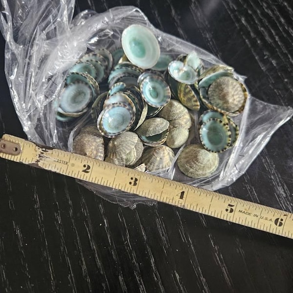 25 to 500 Limpet Shells Seashells Aqua Blue Teal Green Limpet Small ...
