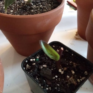 Linda ha añadido una foto de su compra