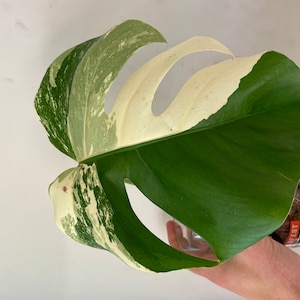 Mike added a photo of their purchase