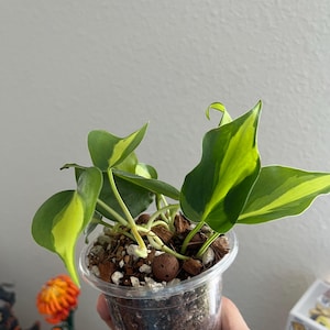 Sandra added a photo of their purchase