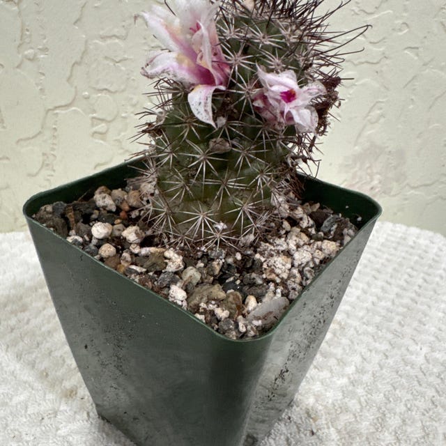 Mammillaria Fraileana Cactus Plant, Not Flowering Yet - Etsy