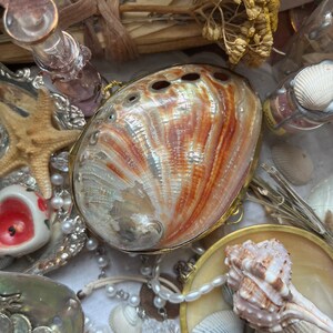 Spotted Banded Tun Sea Shell NIGHTLIGHT Bathroom Kitchen - Etsy