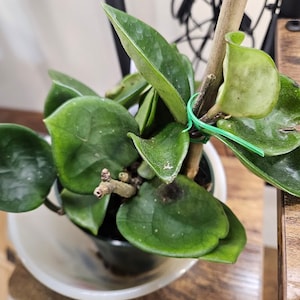 Cheryl added a photo of their purchase