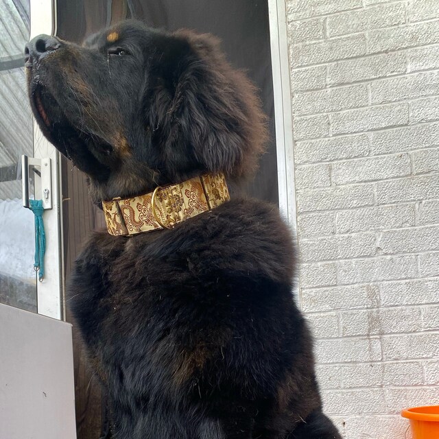 Gold Martingale Collar in Tan and Turquoise Cotton. Made in Etsy