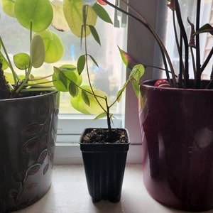 Janalynn ha añadido una foto de su compra