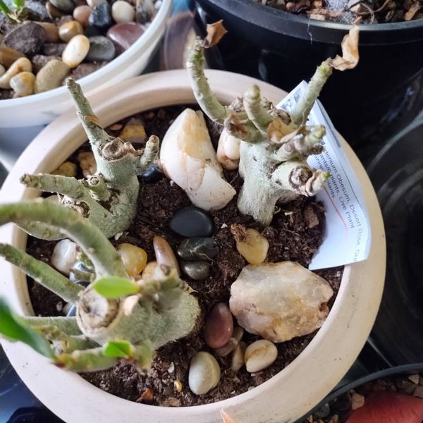 Rare Caudex, Phyllobolus Resurgens, Old Stem, Live Plant - Etsy