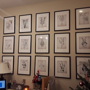 Parrot Printables Set of 6 Antique Bird Illustrations 8x10 | Etsy