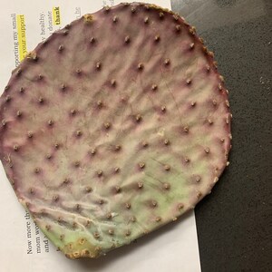 Purple Cactus 1 Prickly Pear Pad Opuntia Santa Rita Etsy