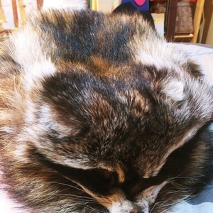 Katie added a photo of their purchase