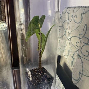 Cassie added a photo of their purchase