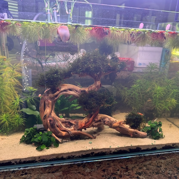 Aquarium Driftwood Bonsai Tree Aquascape Hardscape Drift Wood Decor ...