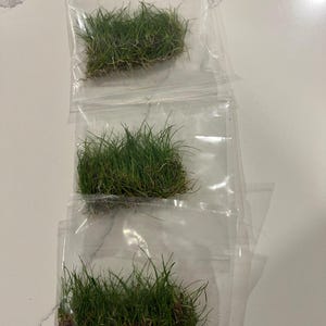 Dong added a photo of their purchase