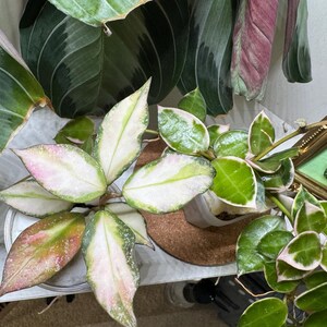 US Seller- Hoya Nabawanensis Variegated Rooted - Pick You Own - Etsy