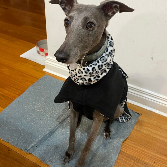 Whippet dog coats by GidgetWhippetCoats on Etsy