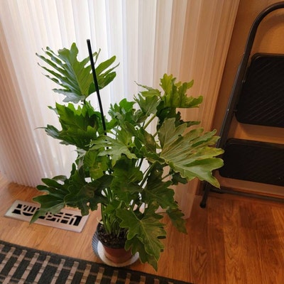 Philodendron lickety Split in 6 Pot - Etsy