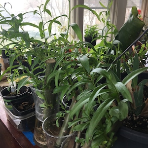 Jennifer ha añadido una foto de su compra