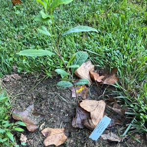 17+ Green Tea Plants Sale