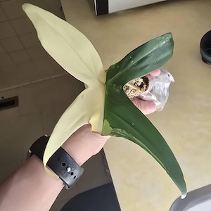 Amber added a photo of their purchase