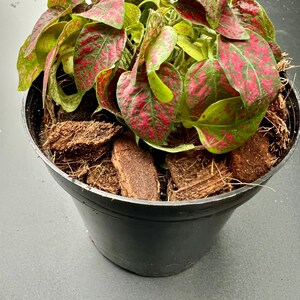 Cathryn added a photo of their purchase