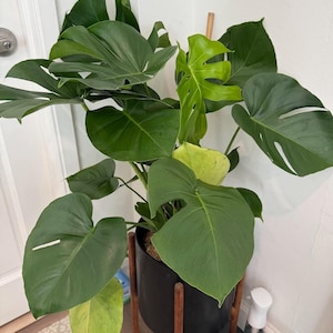 Izumi added a photo of their purchase