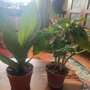 sheri added a photo of their purchase