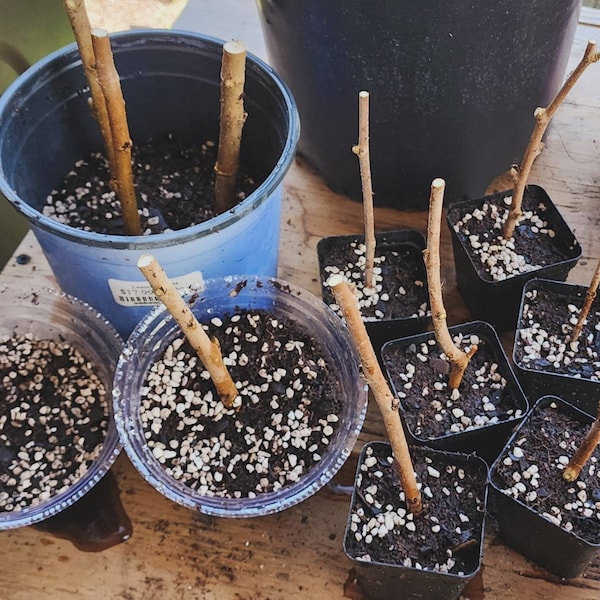 Perennial Plant Propagation 10 Unrooted Purple Wisteria Cuttings (Scions)  For Rooting Or Grafting - Perennial Climbing Vine Outdoor Climbing  Perennial Plant Cuttings