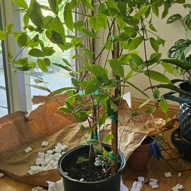 Rangoon Creeper Plant - Single Layer in 5 Gallon Pot (trellis