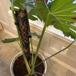 Drew added a photo of their purchase