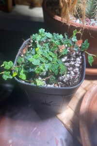 String of frogs 2” pot (ALL PLANTS require you to purchase 2 plants!)