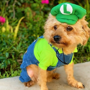 Luigi Costume Hat Green Color for Dog or Cat Small Animal Doll Dog Costume halloween Dog and Cat Costume Etsy Denmark