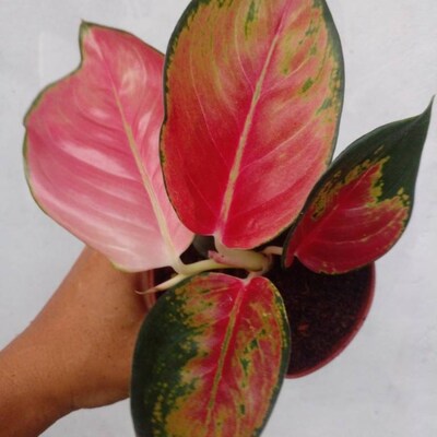 Aglaonema Red King : Indoor Plants Easy Care Houseplant Starter Plant ...