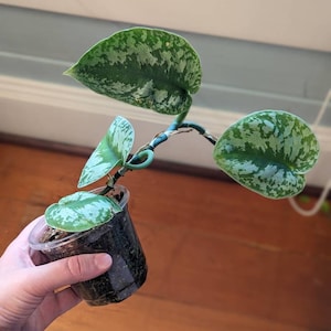 Mackenzie hat ein Foto des gekauften Artikels hinzugefügt