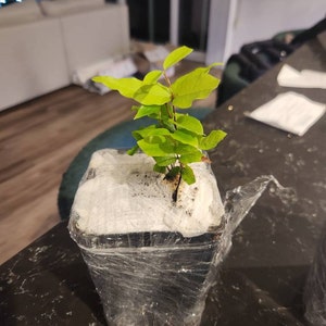 Henry added a photo of their purchase