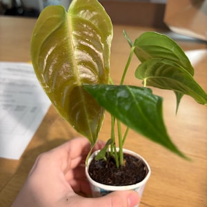 Madeline added a photo of their purchase