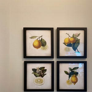 Lemon Botanical Art Prints. Lemon Prints. Flower Wall Art. Botanical ...