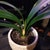 Clivia Clivia Miniate Bush Lily Natal Lily Foliage Plants clivia-clivia-miniate-bush-lily-natal-lily-foliage-plants