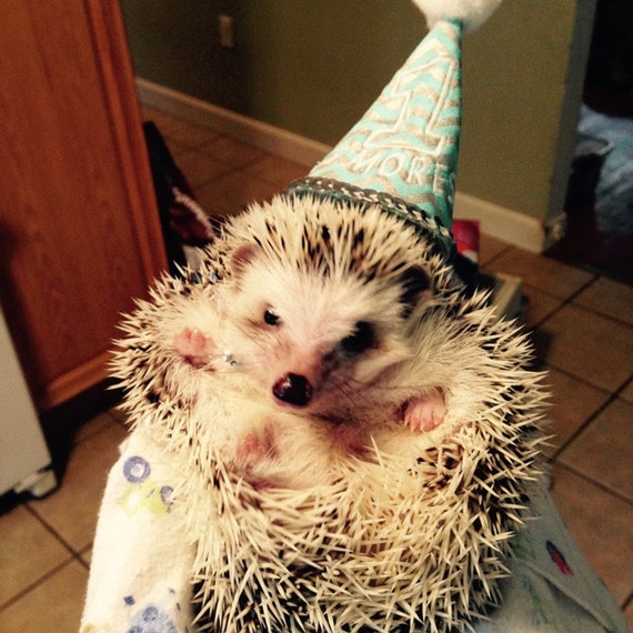 Customer photo of a pet with the First Birthday hat and matching tie