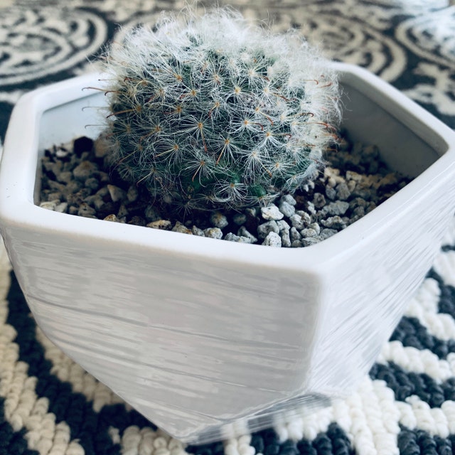 Mammillaria Boscana Roseiflora Cactus Plant - Etsy