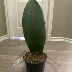 Starr added a photo of their purchase