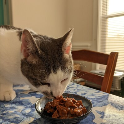 Ceramic Whisker Fatigue Cat Bowl Kitty Treat Dish Cosmic - Etsy