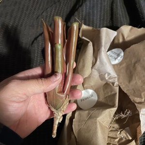 Briana さんが購入した商品の写真を追加しました
