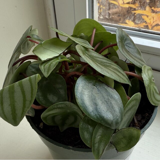 植物検疫証明書 - Etsy 日本