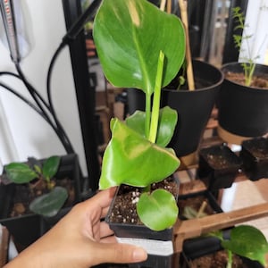 Ravi added a photo of their purchase