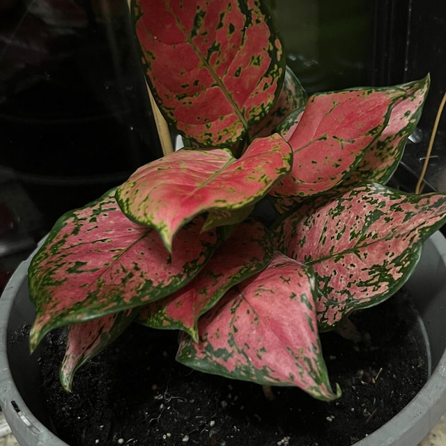 Aglaonema Lucky Red - Chinese Evergreen - Rare Tropical Plant - Red & Pink  Foliage - Etsy