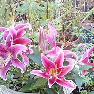 vanessa added a photo of their purchase