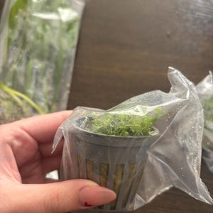 Gia added a photo of their purchase