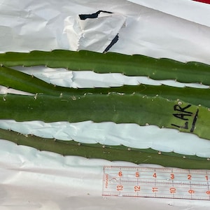 RizZz added a photo of their purchase