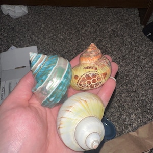 kaitlyn added a photo of their purchase
